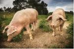 ES MUSS NICHT JEDEN TAG FLEISCH SEIN